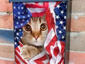 Kitten in a US Flag Colonial Mailbox Cover
