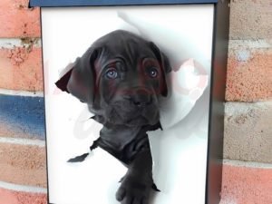 Cute Blue Eyed Puppy Colonial Mailbox Cover