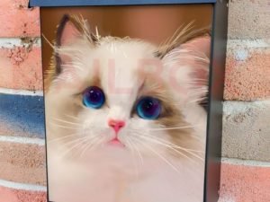 Cute Ragdoll Kitten Colonial Mailbox Cover