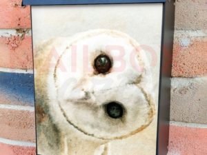 Curious Barn Owl Colonial Mailbox Cover