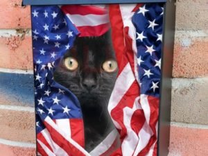 American Kitten and Flag #2 Colonial Mailbox Cover