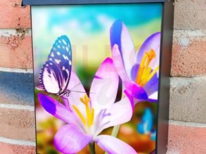 Butterfly on the Crocus Colonial Mailbox Cover