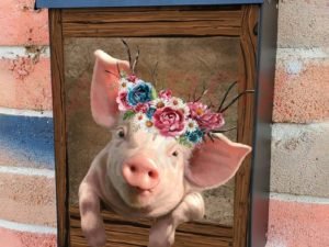 Little Piglet in the Window Colonial Mailbox Cover