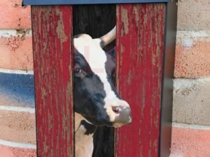 Curious Cow at the Barn Door Colonial Mailbox Cover