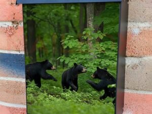 Playful Cubs Running Through Green Forest Colonial Mailbox Cover