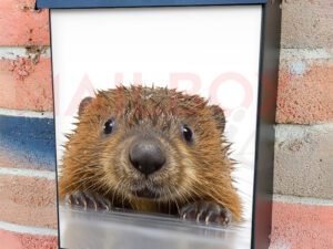 Baby Beaver Climbing from Water Colonial Mailbox Cover