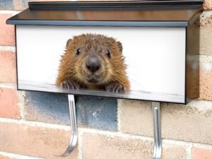 Baby Beaver Climbing from Water Townhouse Mailbox Cover